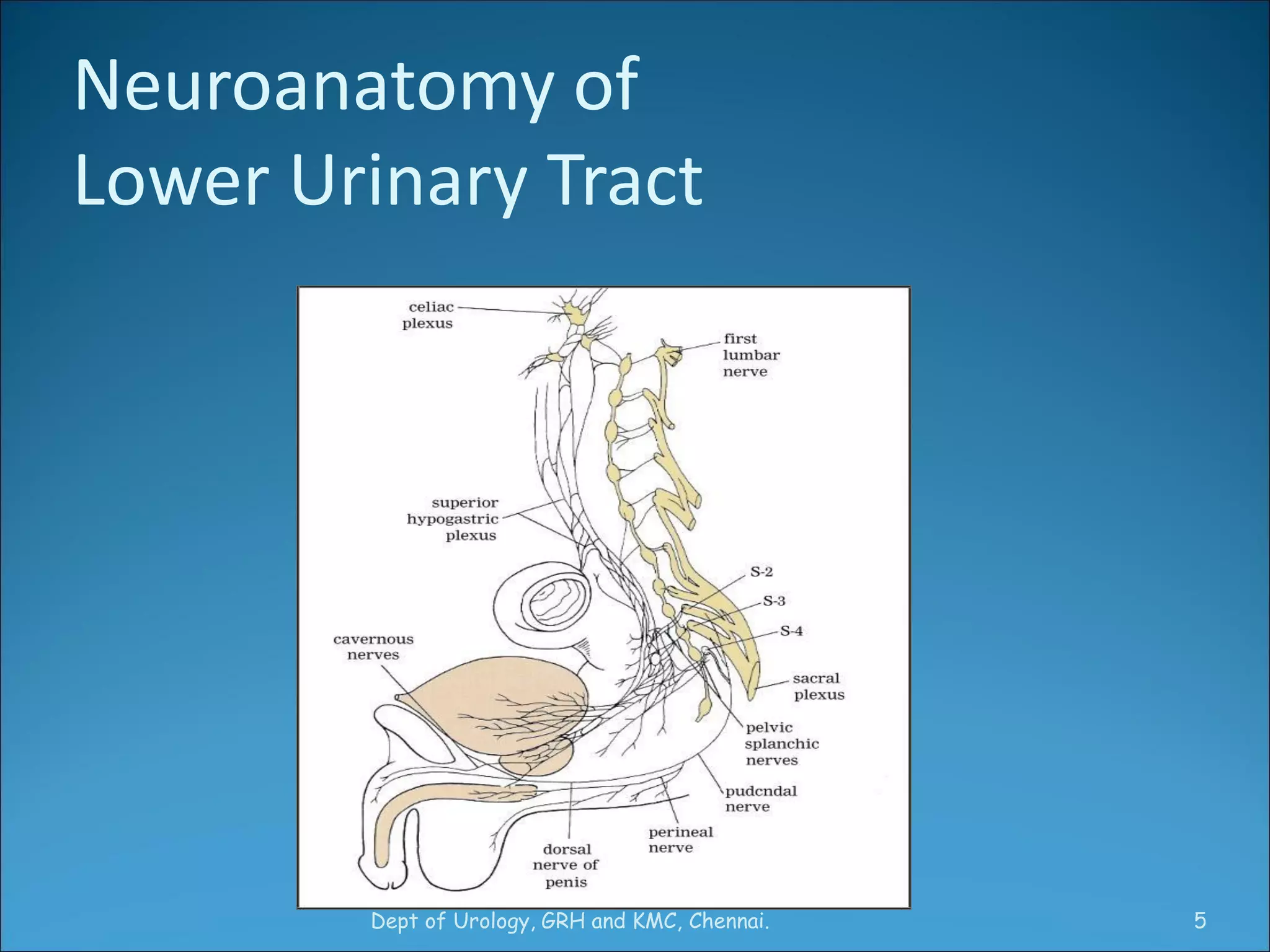 Physiology of Micturition | PDF