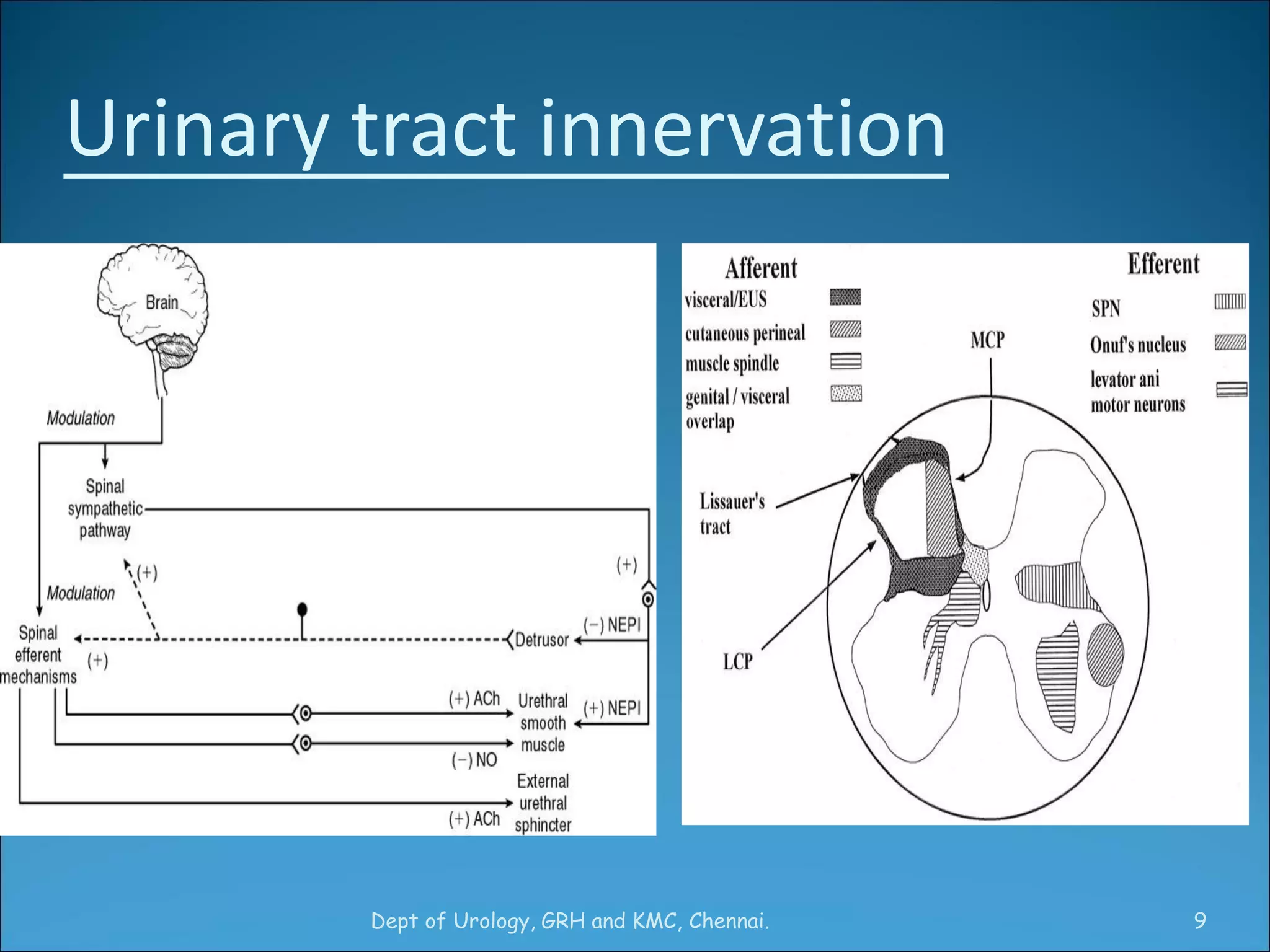 Physiology of Micturition | PDF