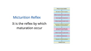 Micturition final.pptxFCVWSFSDGSSDSDVSVRSGS | PPTX