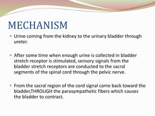 MECHANISM
 Urine coming from the kidney to the urinary bladder through
ureter.
 After some time when enough urine is collected in bladder
stretch receptor is stimulated, sensory signals from the
bladder stretch receptors are conducted to the sacral
segments of the spinal cord through the pelvic nerve.
 From the sacral region of the cord signal came back toward the
bladder,THROUGH the parasympathetic fibers which causes
the bladder to contract.
 