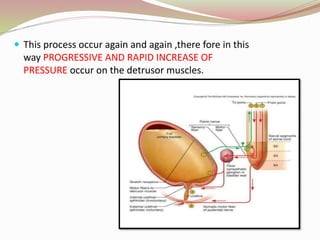  This process occur again and again ,there fore in this
way PROGRESSIVE AND RAPID INCREASE OF
PRESSURE occur on the detrusor muscles.
 