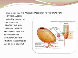 thus in this way THE PRESSURE FALLS BACK TO THE BASAL TONE
OF THE BLADDER.
• After few minutes to
one hour again
PROGRESSIVE AND
RAPID INCERASE OF
PRESSURE OCCUR, due
To contraction of
Detrusor muscle but at
this time the contraction
Will be more powerful.
 