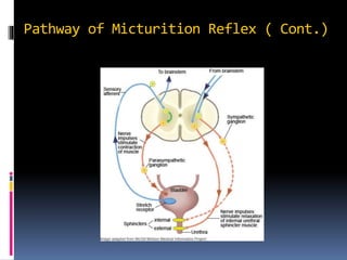 Micturition reflex | PPTX
