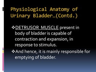 Micturition reflex | PPTX