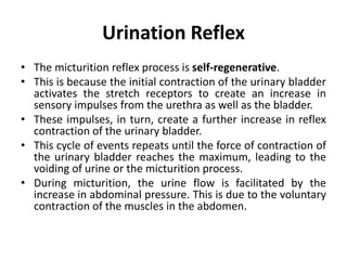 Micturition Reflex.ppt