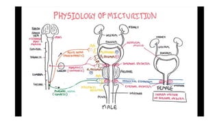 Micturition Reflex.pptx A.PNarges ben halim misurata university | PPTX