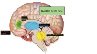 MICTURITION REFLEX -Pathophysiology Explained | PPTX
