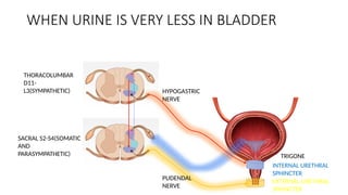MICTURITION REFLEX -Pathophysiology Explained | PPTX