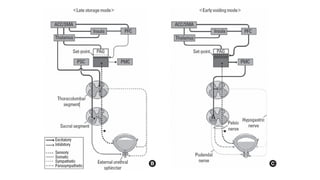 MICTURITION REFLEX -Pathophysiology Explained | PPTX