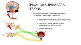 MICTURITION REFLEX -Pathophysiology Explained | PPTX