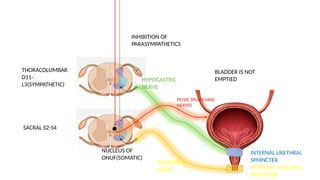 MICTURITION REFLEX -Pathophysiology Explained | PPTX