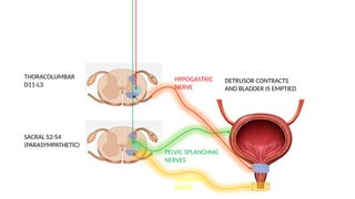 MICTURITION REFLEX -Pathophysiology Explained | PPTX