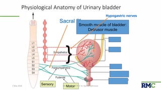 Micturition | PPTX