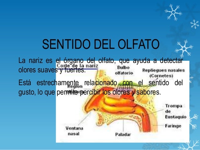 Porque Cuando Tenemos Gripe No Podemos Detectar Los Sabores