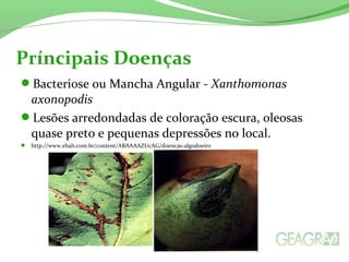Príncipais Doenças 
Bacteriose ou Mancha Angular - Xanthomonas 
axonopodis 
Lesões arredondadas de coloração escura, oleosas 
quase preto e pequenas depressões no local. 
 http://www.ebah.com.br/content/ABAAAAZUcAG/doencas-algodoeiro 
 