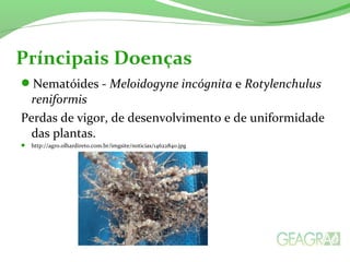 Príncipais Doenças 
Nematóides - Meloidogyne incógnita e Rotylenchulus 
reniformis 
Perdas de vigor, de desenvolvimento e de uniformidade 
das plantas. 
 http://agro.olhardireto.com.br/imgsite/noticias/14622840.jpg 
 