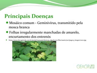 Príncipais Doenças 
Mosáico comum - Geminivírus, transmitido pela 
mosca branca 
Folhas irregularmente manchadas de amarelo, 
encurtamento dos entrenós 
 https://www.fmcagricola.com.br/portal/manuais/doencas_algodoeiro/files/assets/seo/page15_images/0002.jpg 
 