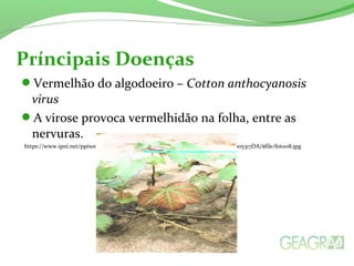 Príncipais Doenças 
Vermelhão do algodoeiro – Cotton anthocyanosis 
virus 
A virose provoca vermelhidão na folha, entre as 
nervuras. 
https://www.ipni.net/ppiweb/gbrazil.nsf/$webindex/8177AA76429B9D5583256D81005317DA/$file/foto08.jpg 
 