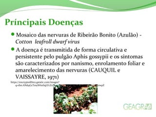 Príncipais Doenças 
Mosaico das nervuras de Ribeirão Bonito (Azulão) - 
Cotton leafroll dwarf virus 
A doença é transmitida de forma circulativa e 
persistente pelo pulgão Aphis gossypii e os sintomas 
são caracterizados por nanismo, enrolamento foliar e 
amarelecimento das nervuras (CAUQUIL e 
VAISSAYRE, 1971) 
https://encryptedtbn2.gstatic.com/images? 
q=tbn:ANd9GcTmaW6nSqLFcZxXHjP2Kjw13AhepceRsXa2fcO4xPiZoWYeiwpZ 
 
