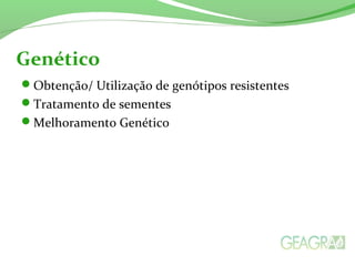 Genético 
Obtenção/ Utilização de genótipos resistentes 
Tratamento de sementes 
Melhoramento Genético 
 