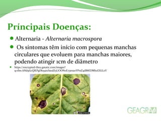 Príncipais Doenças: 
Alternaria - Alternaria macrospora 
 Os sintomas têm início com pequenas manchas 
circulares que evoluem para manchas maiores, 
podendo atingir 1cm de diâmetro 
 https://encrypted-tbn2.gstatic.com/images? 
q=tbn:ANd9GcQlEPgDk59i1cba1dZ5UOONoE73enaoYPrsZ4dB8EDMhzEXLLzV 
 