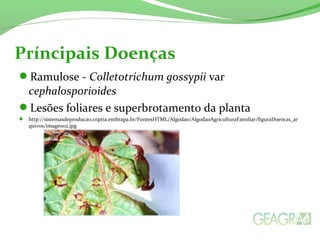 Príncipais Doenças 
Ramulose - Colletotrichum gossypii var 
cephalosporioides 
Lesões foliares e superbrotamento da planta 
 http://sistemasdeproducao.cnptia.embrapa.br/FontesHTML/Algodao/AlgodaoAgriculturaFamiliar/figuraDoenca1_ar 
quivos/image002.jpg 
 