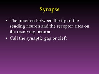 Synapse The junction between the tip of the sending neuron and the receptor sites on the receiving neuron Call the synaptic gap or cleft 
