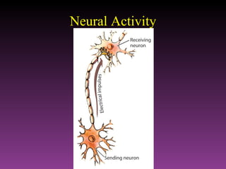 Neural Activity 