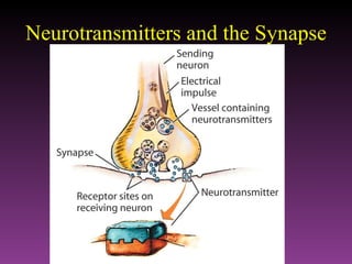 Neurotransmitters and the Synapse 