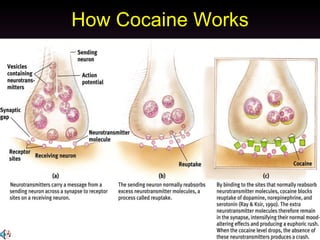 How Cocaine Works 