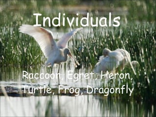 Individuals Raccoon, Egret, Heron, Turtle, Frog, Dragonfly 
