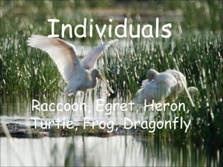 Individuals
Raccoon, Egret, Heron,
Turtle, Frog, Dragonfly
 