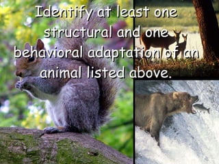 Identify at least one structural and one behavioral adaptation of an animal listed above. 