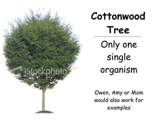 Only one single organism Owen, Amy or Mom would also work for examples Cottonwood Tree 