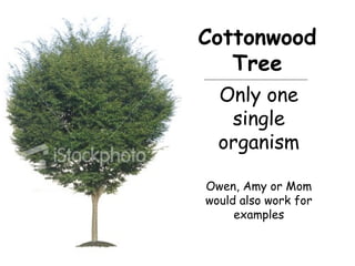 Only one
single
organism
Owen, Amy or Mom
would also work for
examples
Cottonwood
Tree
 