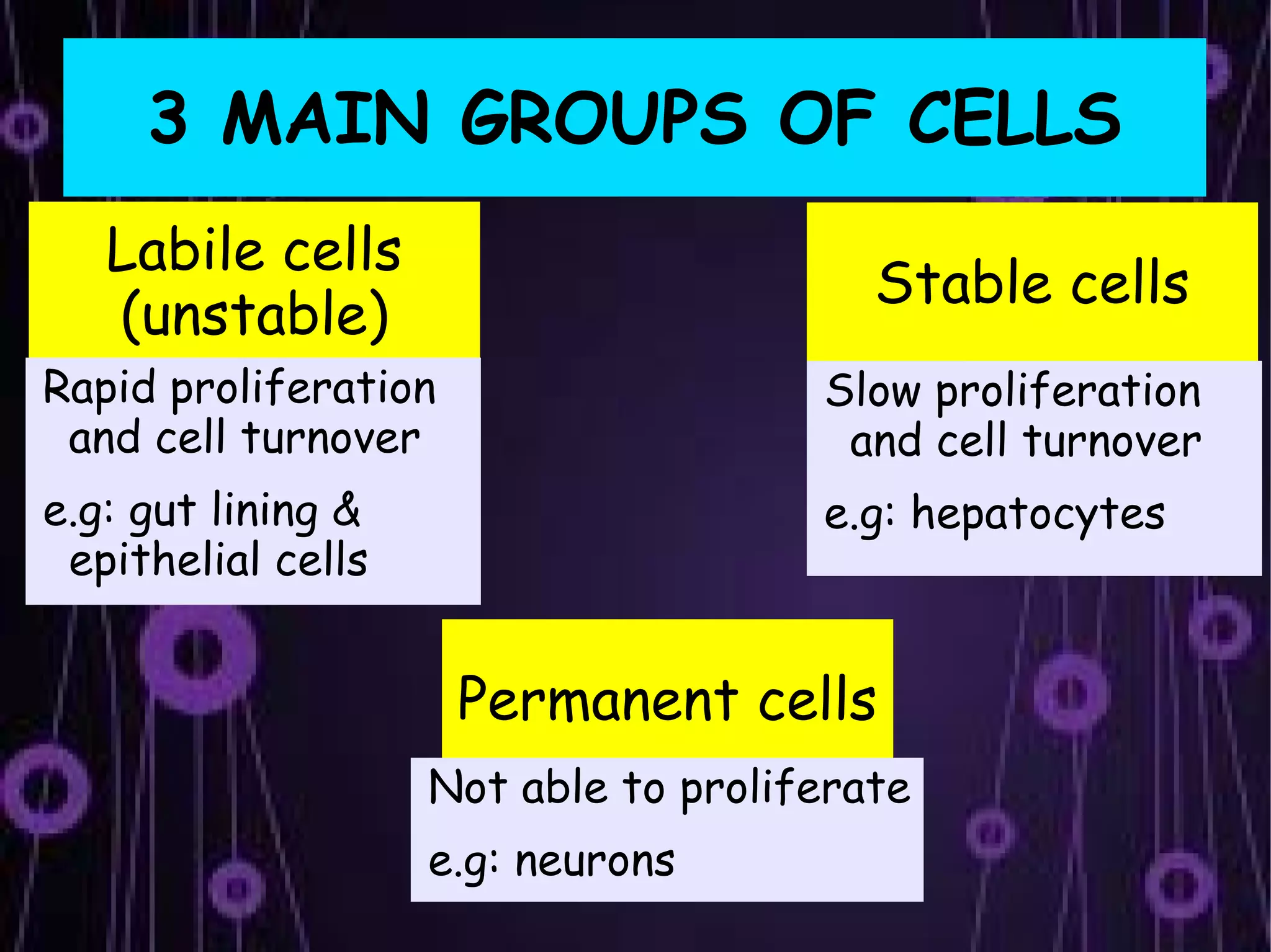 3 MAIN GROUPS OF CELLS
   Labile cells
                                         Stable cells
   (unstable)
Rapid proliferation                   Slow proliferation
 and cell turnover                     and cell turnover
e.g: gut lining &                     e.g: hepatocytes
 epithelial cells


                      Permanent cells
                    Not able to proliferate
                    e.g: neurons
 