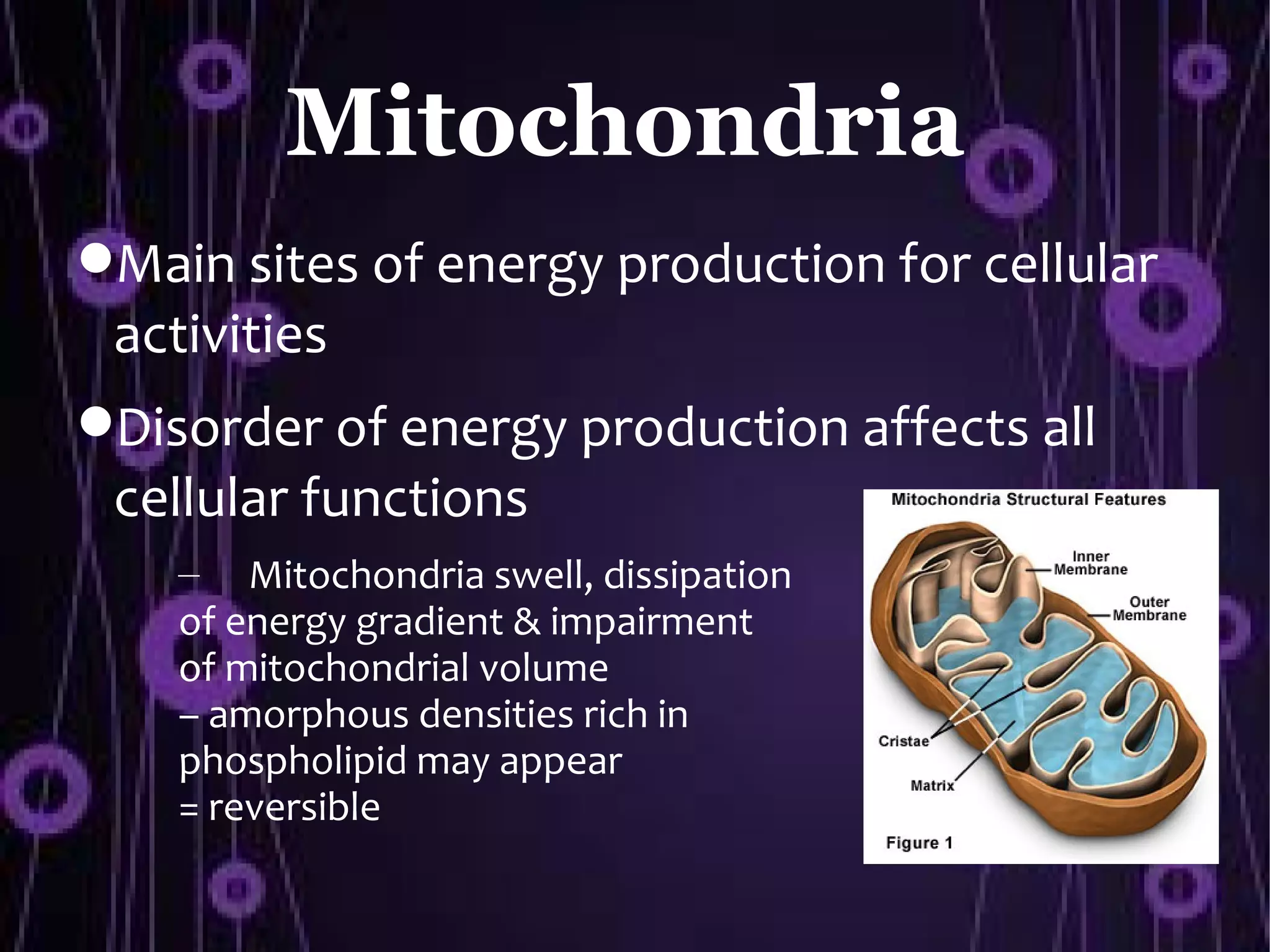 Mitochondria
Main sites of energy production for cellular
 activities
Disorder of energy production affects all
 cellular functions
    – Mitochondria swell, dissipation
    of energy gradient & impairment
    of mitochondrial volume
    – amorphous densities rich in
    phospholipid may appear
    = reversible
 