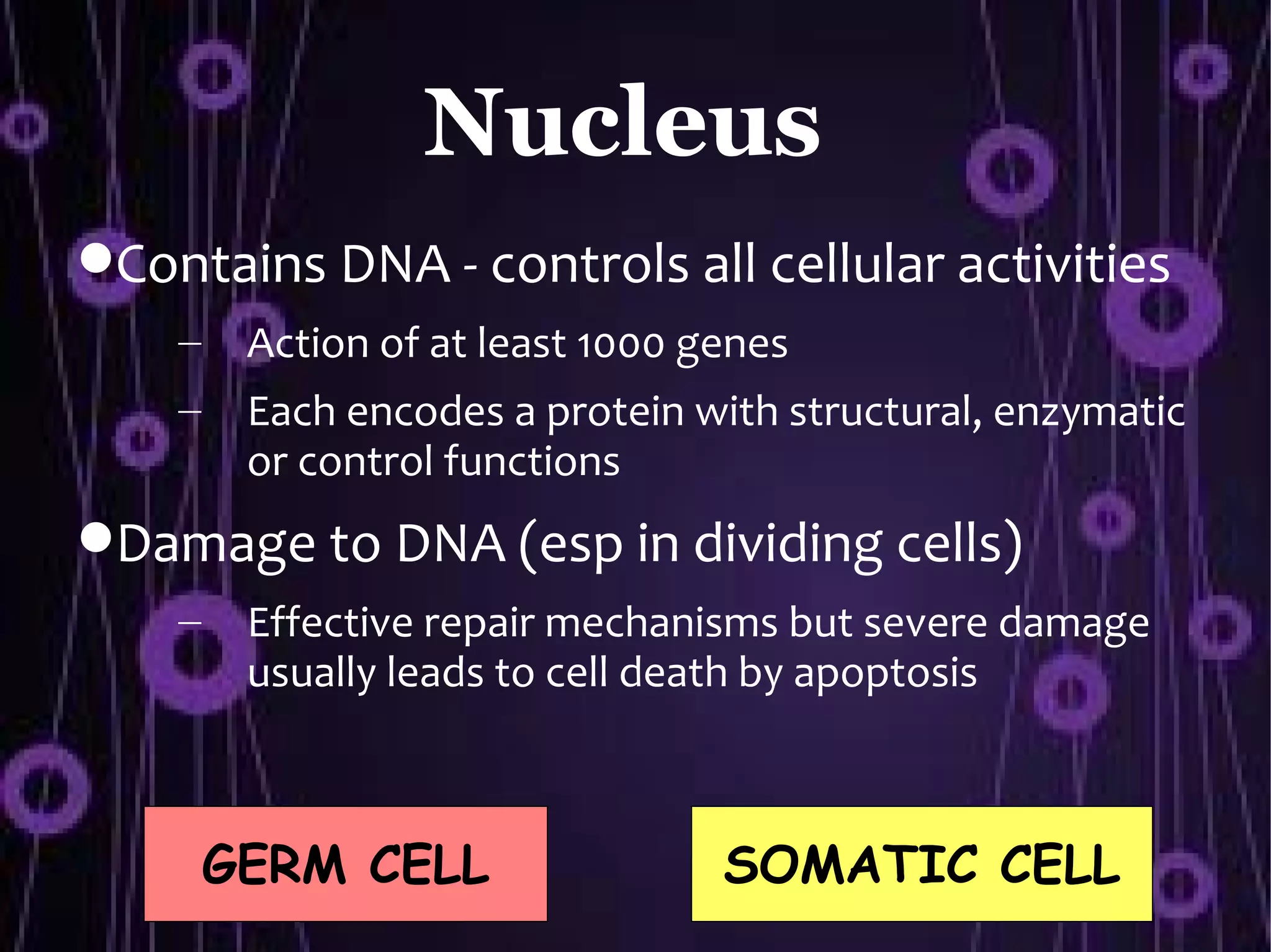 Nucleus
Contains DNA - controls all cellular activities
    –    Action of at least 1000 genes
    –    Each encodes a protein with structural, enzymatic
         or control functions
Damage to DNA (esp in dividing cells)
    –    Effective repair mechanisms but severe damage
         usually leads to cell death by apoptosis



        GERM CELL                 SOMATIC CELL
 