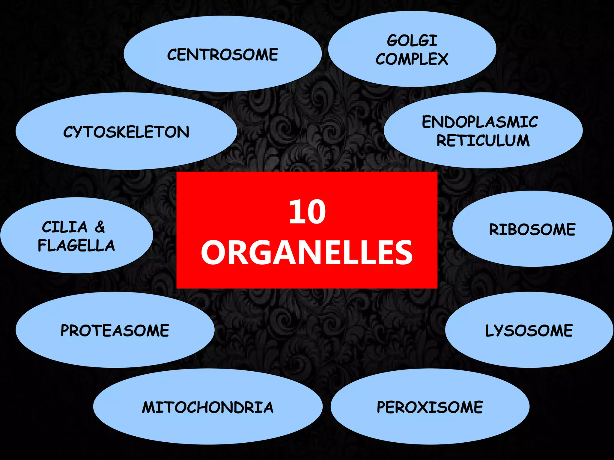GOLGI
             CENTROSOME   COMPLEX



                              ENDOPLASMIC
  CYTOSKELETON
                               RETICULUM




CILIA &
                     10                RIBOSOME
FLAGELLA
                 ORGANELLES

  PROTEASOME                           LYSOSOME



           MITOCHONDRIA   PEROXISOME
 