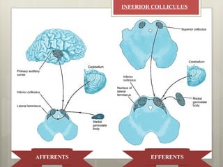 INFERIOR COLLICULUS




AFFERENTS           EFFERENTS
 