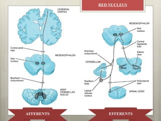 RED NUCLEUS




AFFERENTS       EFFERENTS
 