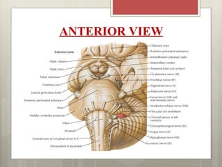 ANTERIOR VIEW
 