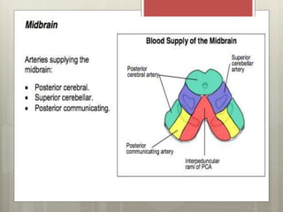 Midbrain Segment clinical anatomy of mid brain | PPTX