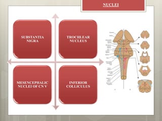 clinical anatomy of mid brain | PPTX
