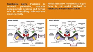Mid brain | PPTX