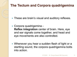 The Tectum and Corpora quadrigemina
 These are brain’s visual and auditory reflexes.
 Corpora quadrigemina -
Reflex integration center of brain. Here, eye
and ear signals come together, and head and
eye movements are also controlled.
 Whenever you hear a sudden flash of light or a
startling sound, the corpora quadrigemina bolts
into action.
5/7/2020 11Dr. Tanuja Sawant MD (Ayurved)
 