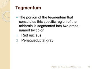 Tegmentum
 The portion of the tegmentum that
constitutes this specific region of the
midbrain is segmented into two areas,
named by color
1. Red nucleus
2. Periaqueductal gray
5/7/2020 13Dr. Tanuja Sawant MD (Ayurved)
 