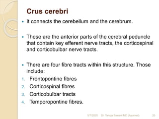 Crus cerebri
 It connects the cerebellum and the cerebrum.
 These are the anterior parts of the cerebral peduncle
that contain key efferent nerve tracts, the corticospinal
and corticobulbar nerve tracts.
 There are four fibre tracts within this structure. Those
include:
1. Frontopontine fibres
2. Corticospinal fibres
3. Corticobulbar tracts
4. Temporopontine fibres.
5/7/2020 20Dr. Tanuja Sawant MD (Ayurved)
 