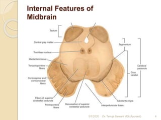 Internal Features of
Midbrain
5/7/2020 4Dr. Tanuja Sawant MD (Ayurved)
 