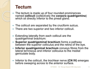 Tectum
 The tectum is made up of four rounded prominences
named colliculi (collectively the corpora quadrigemina)
which sit directly inferior to the pineal gland.
 The colliculi are separated by the cruciform sulcus.
 There are two superior and two inferior colliculi.
 Extending laterally from each colliculi are the
quadrigeminal brachium:
 Superior quadrigeminal brachium forms a pathway
between the superior colliculus and the retina of the eye.
 Inferior quadrigeminal brachium conveys fibres from the
lateral lemniscus and inferior colliculus to the medial
geniculate body.
 Inferior to the colliculi, the trochlear nerve (CN IV) emerges
before sweeping across to the anterior surface.
5/7/2020 9Dr. Tanuja Sawant MD (Ayurved)
 